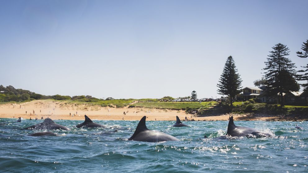 NSW Surf Trips Port Macquarie to Sydney Visitnsw